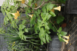 Brugmansia suaveolens hybrid RCP11-2015 (18).JPG